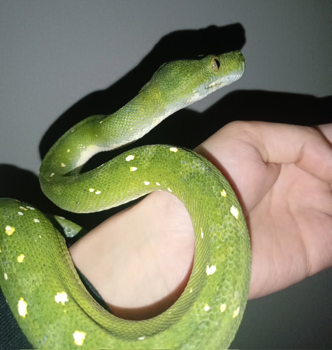 omi031san's tweet photo. 思い出🐍💚✨
#グリーンパイソン
#greenpython https://t.co/bcjpLmqyJN