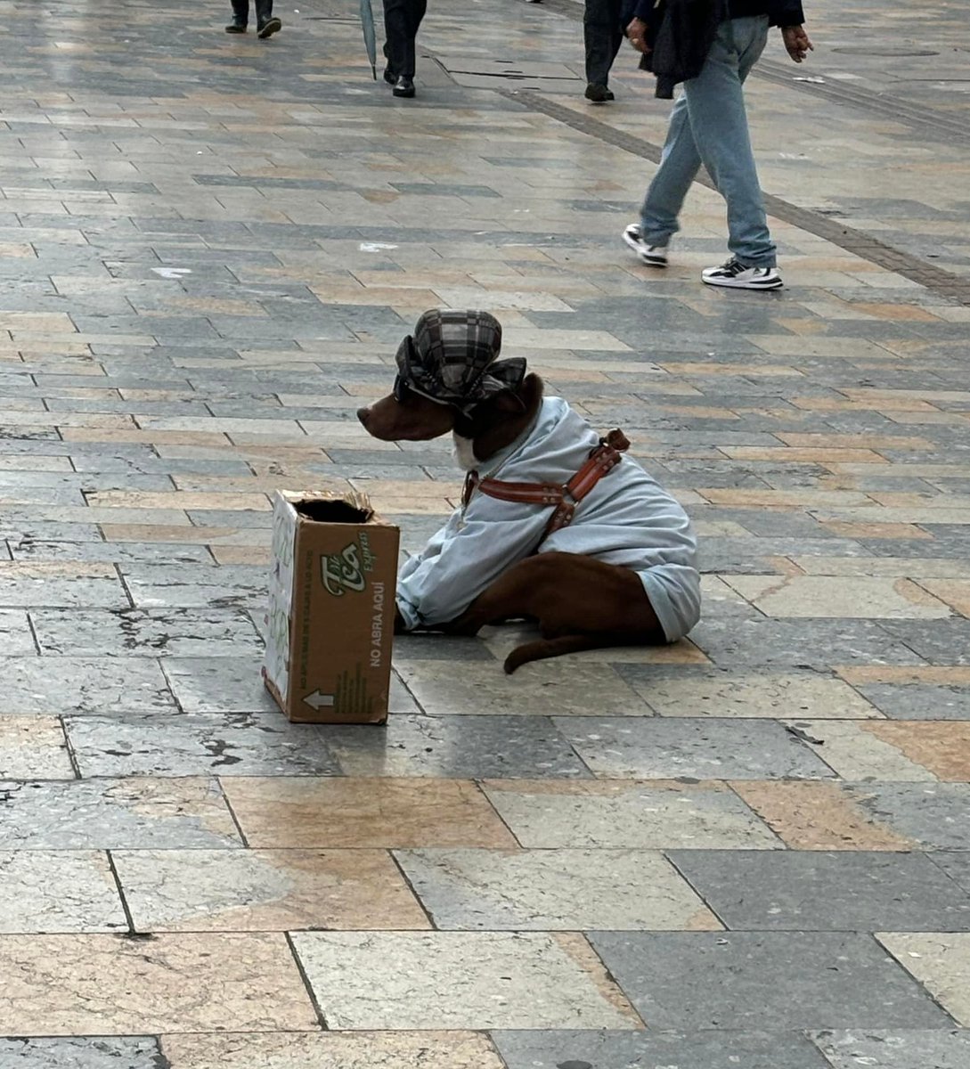 Se necesita, urgente, apoyo de autoridades para rescatar a este perrito, que es mantenido todo el día en esa posición, con esa ropa, seguramente drogado, frente al edificio de Avianca, Bogotá

El perrito es explotado para pedir dinero 😠. El sujeto que lo tiene amenaza a