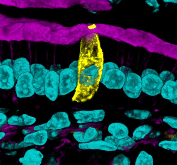 Happy #TuftTuesday! Check out our new manuscript identifying protocadherins as a key component of intestinal tuft cells to learn more about these amazing cells.
journals.sagepub.com/doi/10.1369/00…

#intestine #tuftcell #tuft #intestine #microscopy #bioart #sciart #histoart #pathart