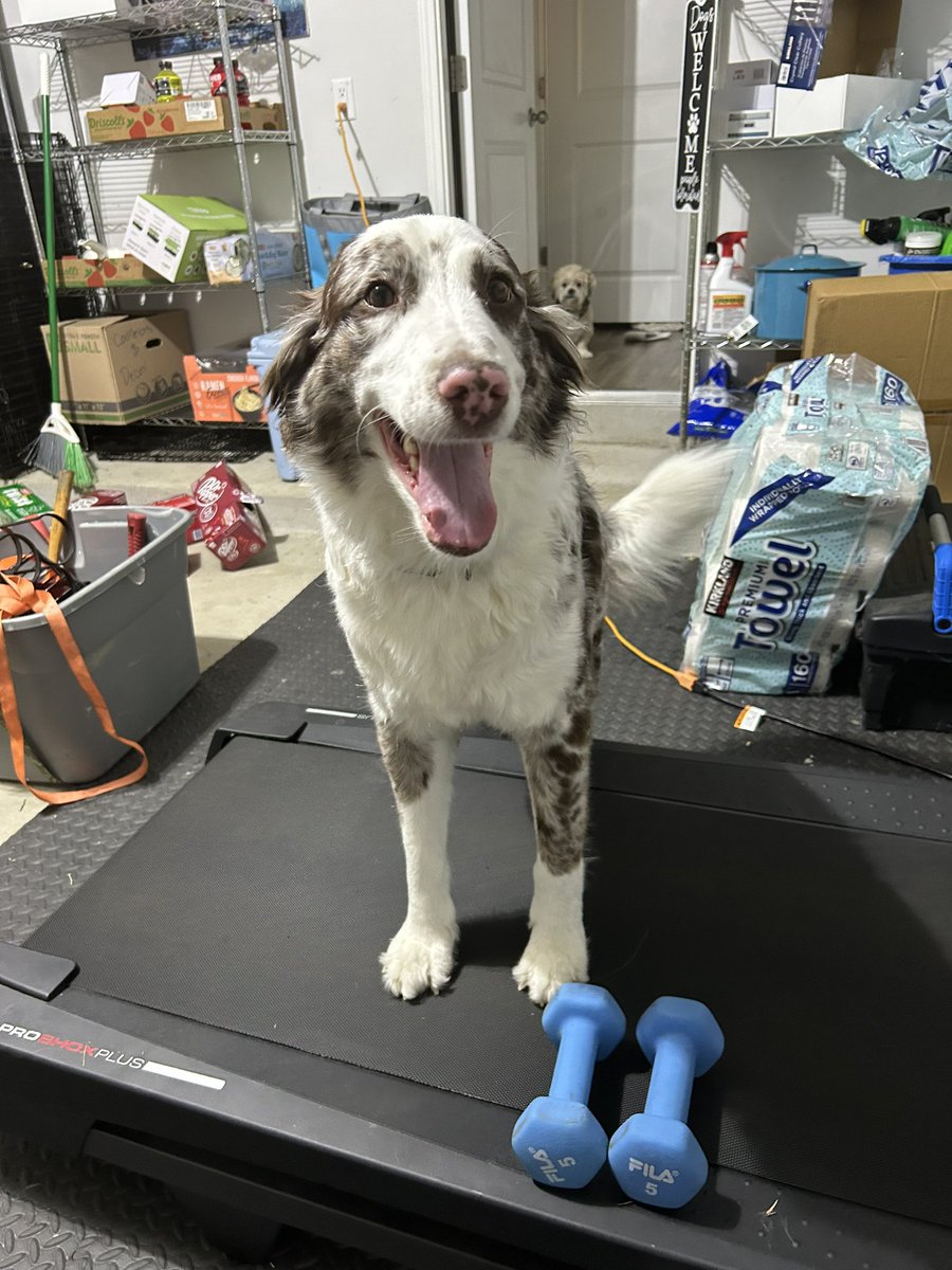Marvelthedoodle's tweet photo. Ready for my workout !! 🏋🏽 https://t.co/mti3tkNljk