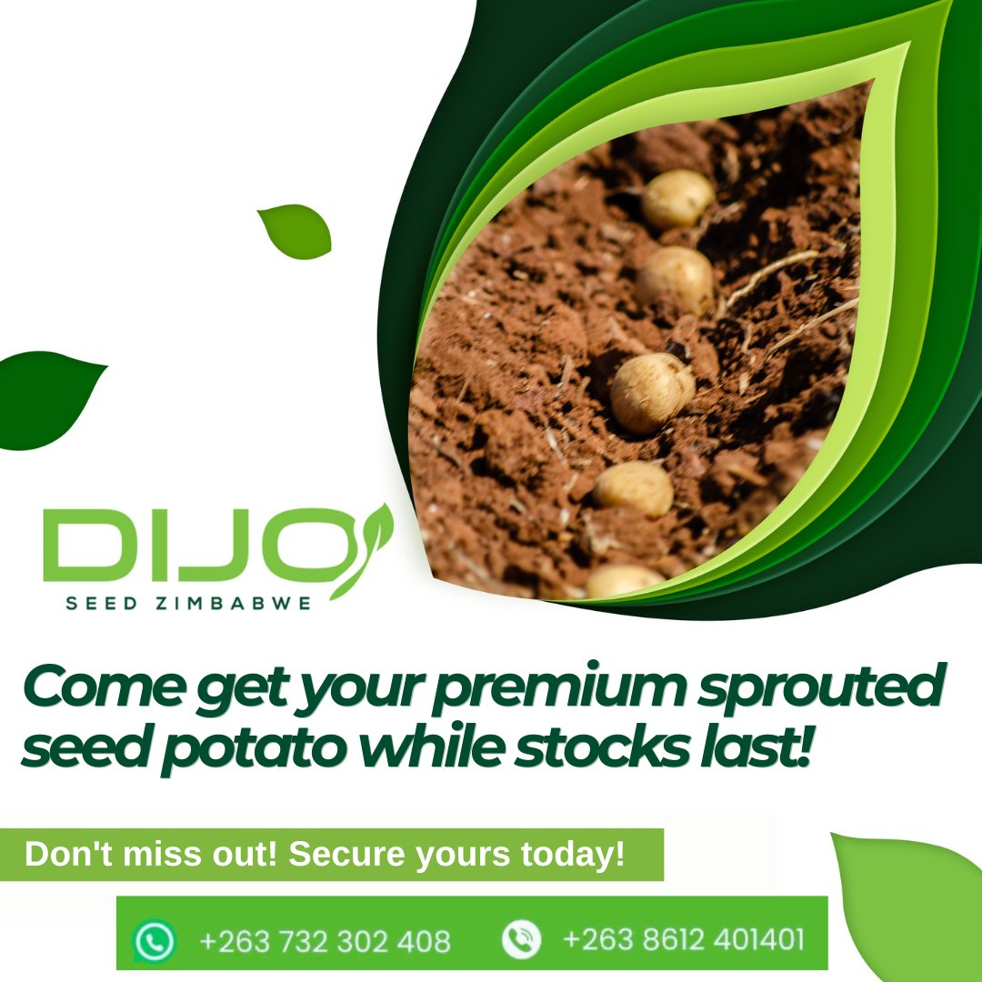 "Hurry! 🌱 Get your premium sprouted seed potato at Dijo Seed Zimbabwe before it's gone! 🌿 Don’t wait—secure yours now and grow your best harvest yet!"