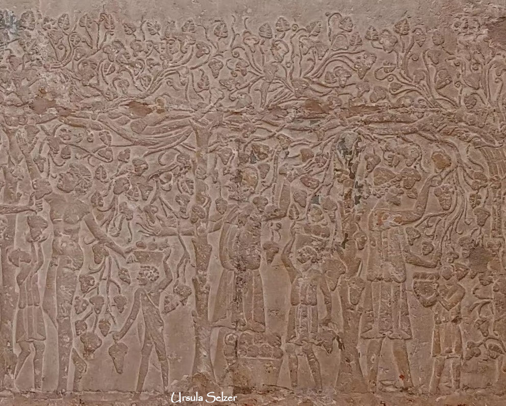 #Weinlese im Grab des Petosiris in Tuna el-Gebel 🍷
In unserem #Webinar "Altägyptische Berufe" geht es auch um #Lebensmittelproduktion. Wir beginnen am 14. Oktober, sichern Sie sich jetzt Ihren Platz! 😊