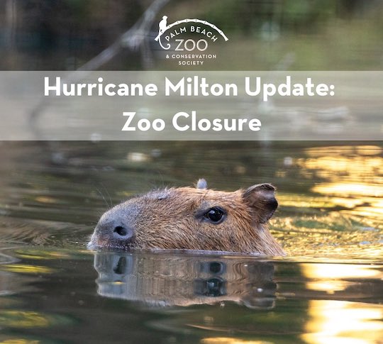 Due to the potential impacts of Hurricane Milton, we will be closed on Tues, Oct 8 through Thurs, Oct 10. The Zoo's dedicated Ride Out Crew will stay at the Zoo for the entirety of the storm to care for the animals you know and love.

Stay safe! We will see you again soon.