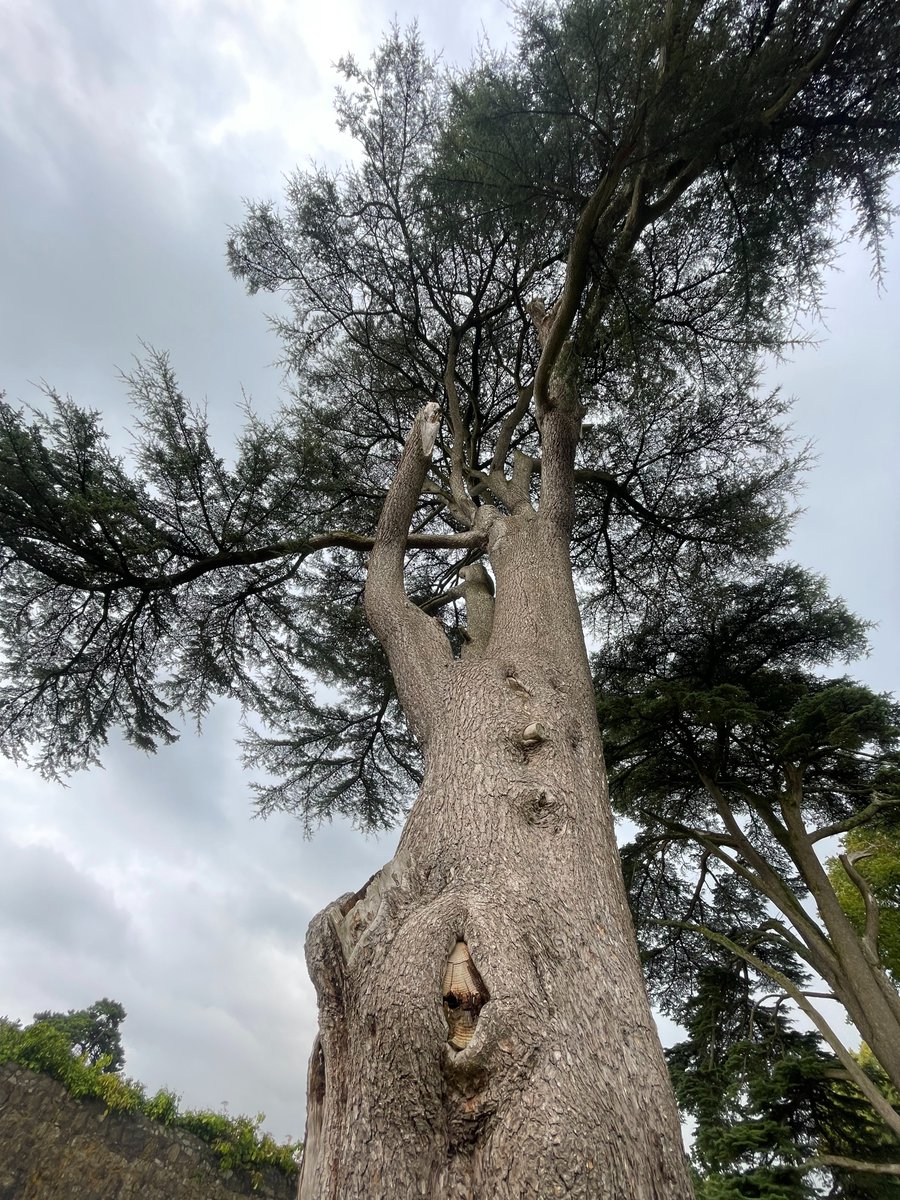 As the days grow shorter—&amp; the skies seem only to know tones of slate, silver, &amp; grey—I find myself turning to the trees for a respite from monotony, a reminder that growth &amp; decay are each other's constant companions.

This #ThickTrunkTuesday mate has surely seen both in spades!