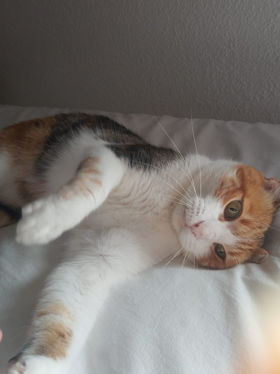 CallmySam's tweet photo. Holii✨, busco piso en Sevilla, voy a hacer un máster de Publicidad, unos 350 muy máx con luz, agua, etc...incluida. Lgbt+ friendly y si se pudieran animales aún mejor porque me gustaría llevarme a mi gatita😢

#sevilla #pisocompartido https://t.co/sklbpSUpmO