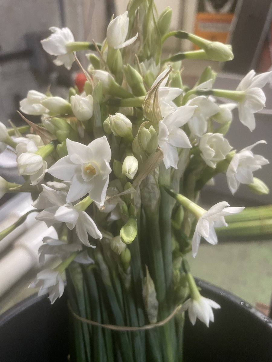 First Paperwhite Narcissi on the Mainland #flowersbyclowance #Paperwhite #Narcissi #britishflowers