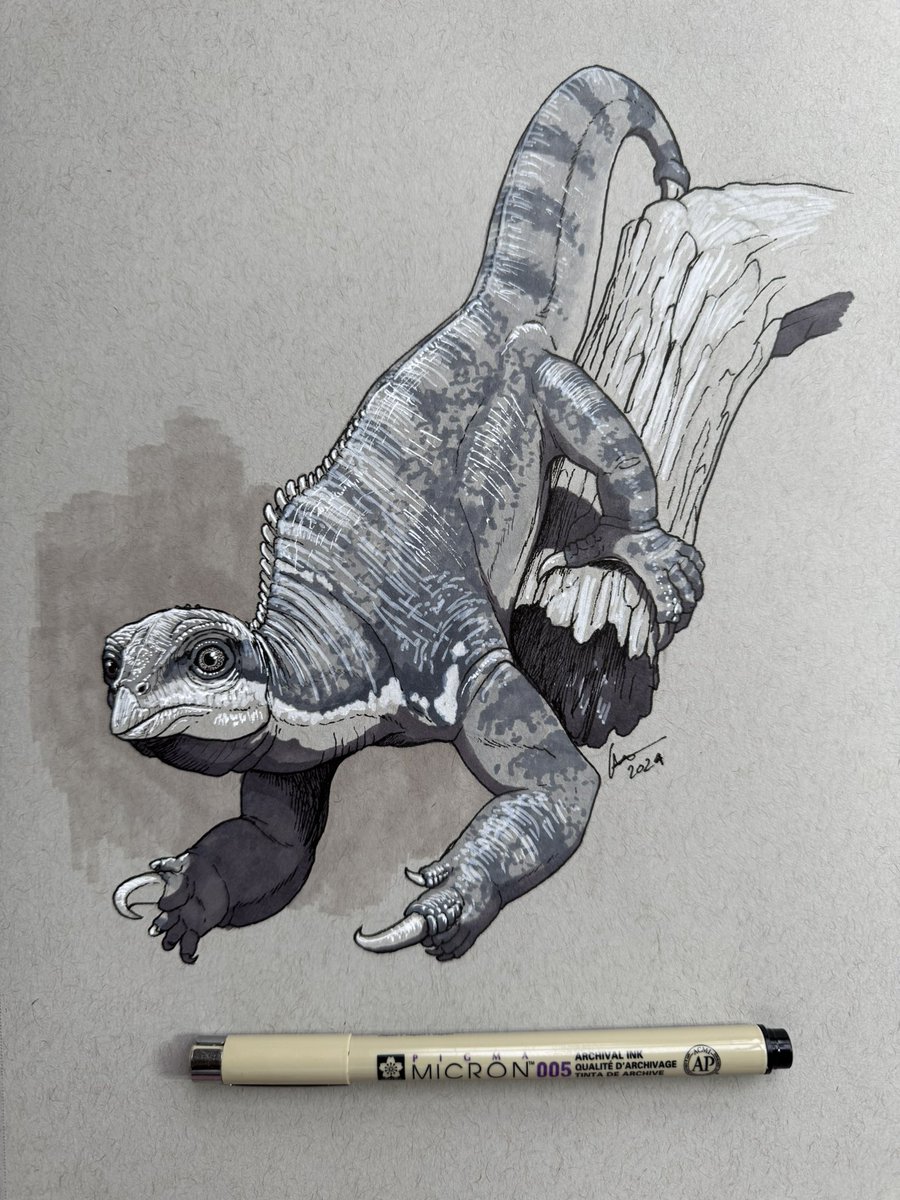 Day 8, the amazing and bizarre Drepanosaurus. Late Triassic of Europe and North America