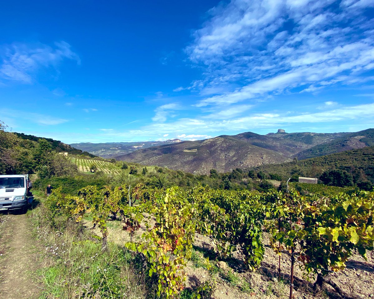 MartinoDesulo's tweet photo. “un ottima annata” 🍇
#Sardegna
#Ichnos
#Ogliastra https://t.co/YAXtwMmsqn