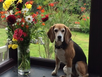millypod1's tweet photo. POPCORN HOME SAFE. THANKS FOR RT's 😊🐕🐾
🆘7 OCT 2024 #Lost POPCORN #ScanMe
ELDERLY Black, Brown, White Beagle Female
Near Mary Tavy #Tavistock #Devon #PL19
(what3words, Nature.beads.spires) https://t.co/Ll2T8GU4zH https://t.co/tQMcnhg7J5