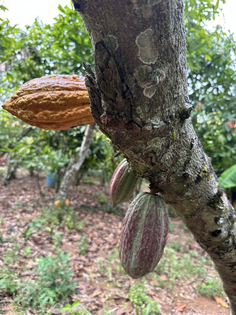 Jesus Aguirre (@jeaggu) on Twitter photo How do people use the landscape and shape its vegetation impacting crop productivity? We are in #Ghana from #Kakum to #Bobiri and #Kwahu, gathering fantastic insights about Forest-Ecology-Cocoa-Coffee production and SocioEcological context @MarkAHirons <a href="/NatureRecovery/">Leverhulme Centre for Nature Recovery</a> -MoreSoon! How do people use the landscape and shape its vegetation impacting crop productivity? We are in #Ghana from #Kakum to #Bobiri and #Kwahu, gathering fantastic insights about Forest-Ecology-Cocoa-Coffee production and SocioEcological context @MarkAHirons <a href="/NatureRecovery/">Leverhulme Centre for Nature Recovery</a> -MoreSoon!