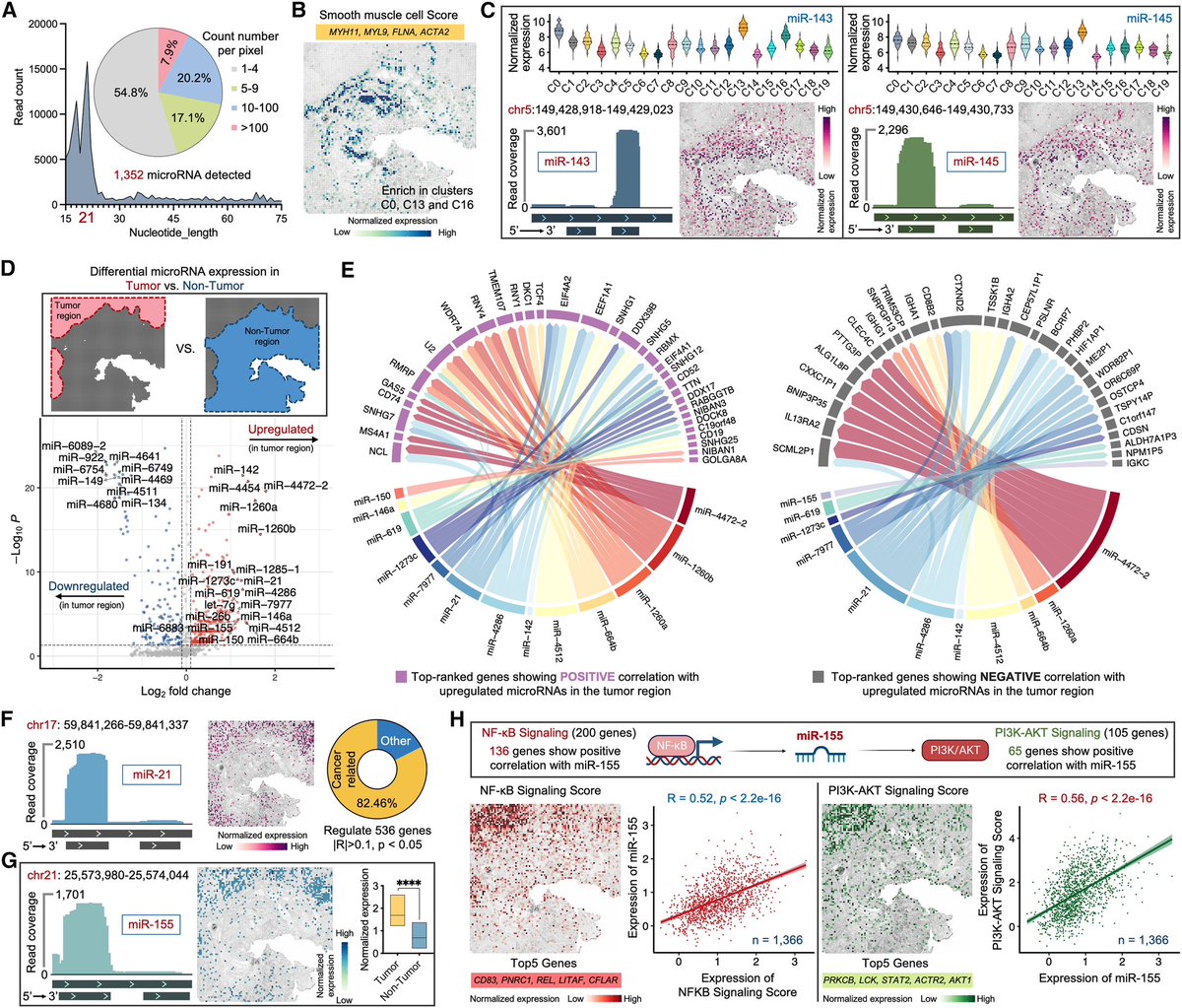 Zhiliang_Bai's tweet image. Patho-DBiT, for the first time, maps spatial distribution of microRNAs in clinically archived FFPE tissues and reveals their regulatory roles in tumorigenesis! #NobelPrize2024