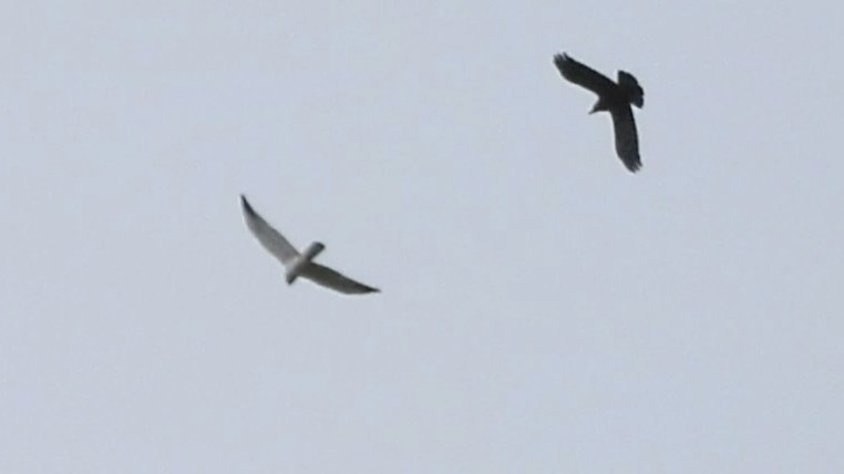 peninsulabirds's tweet photo. A male Pallid Harrier at Nine Wells, Pembrokeshire this evening. Flew off west towards St Davids.  @PembsBirds @BirdGuides https://t.co/F139lIBT1r