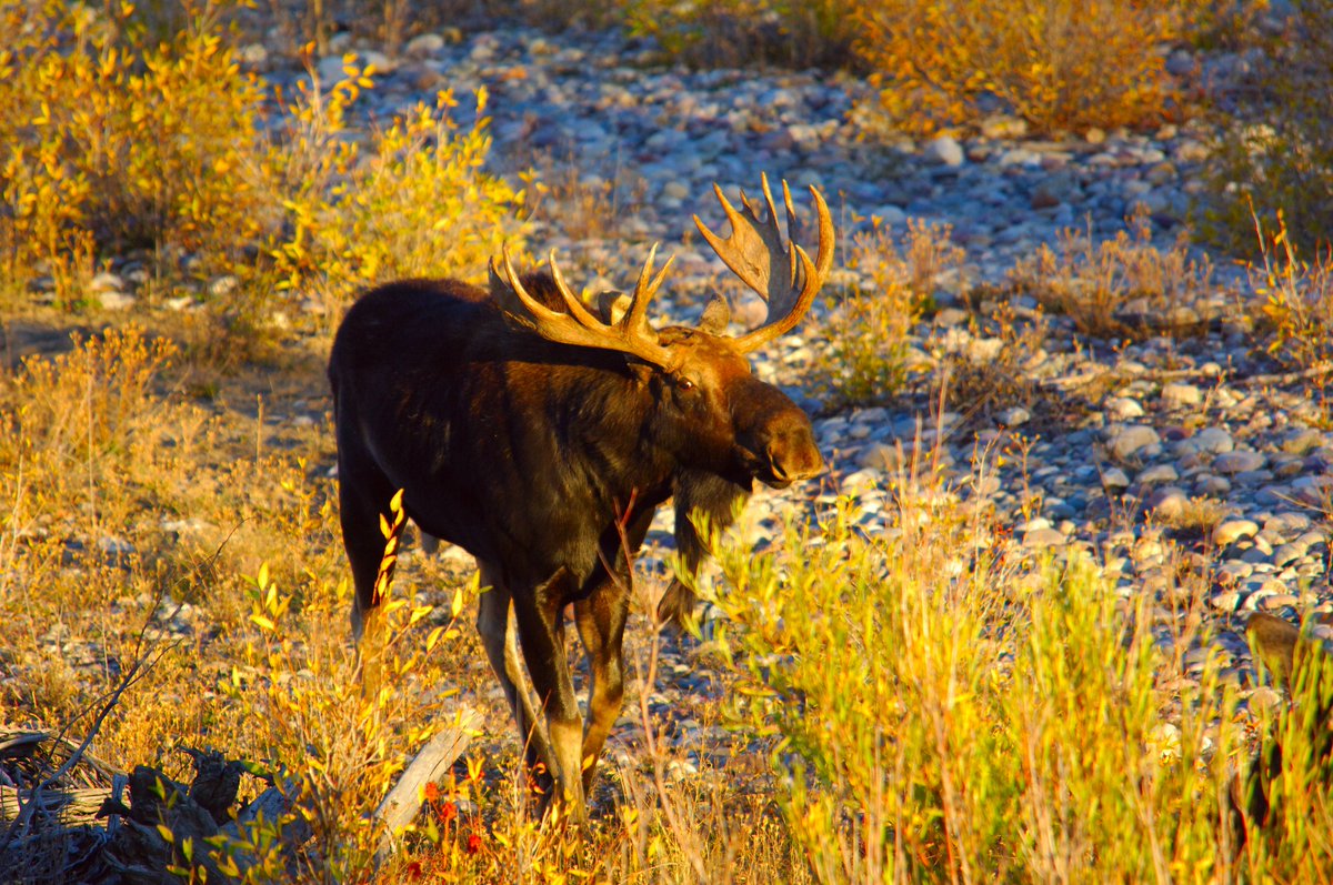 OODMag's tweet photo. MNR proposes changes to moose tag allocation process.
https://t.co/D7ZWRVn2Wx
@ofah #Hunting #Fishing #Outdoors #Moose #MooseHunting #MooseTags #Changes #Proposal https://t.co/l4mqPxOuQt
