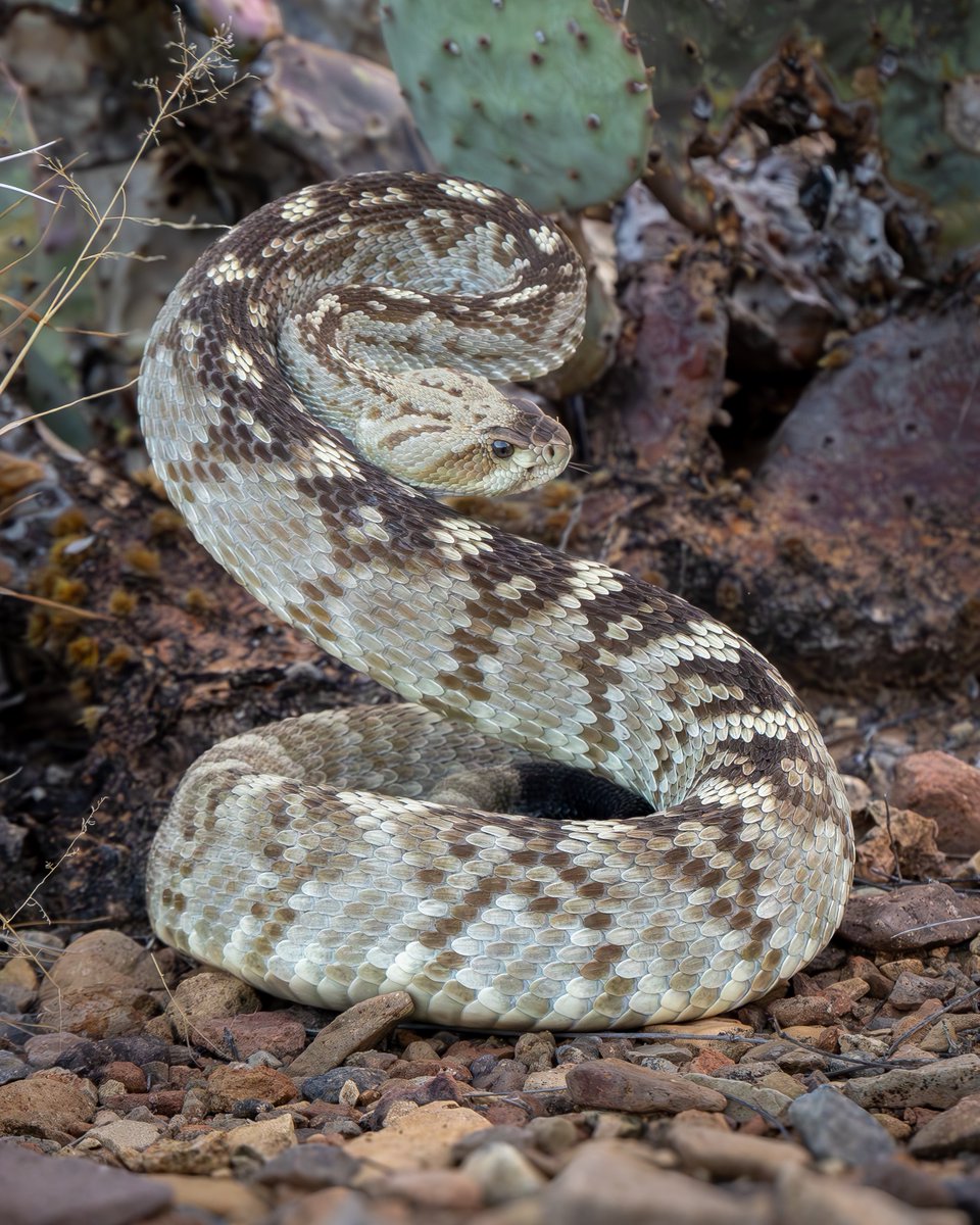 Eastern Black-tailed Rattlesnake in the Chihuahuan Desert. 🐍