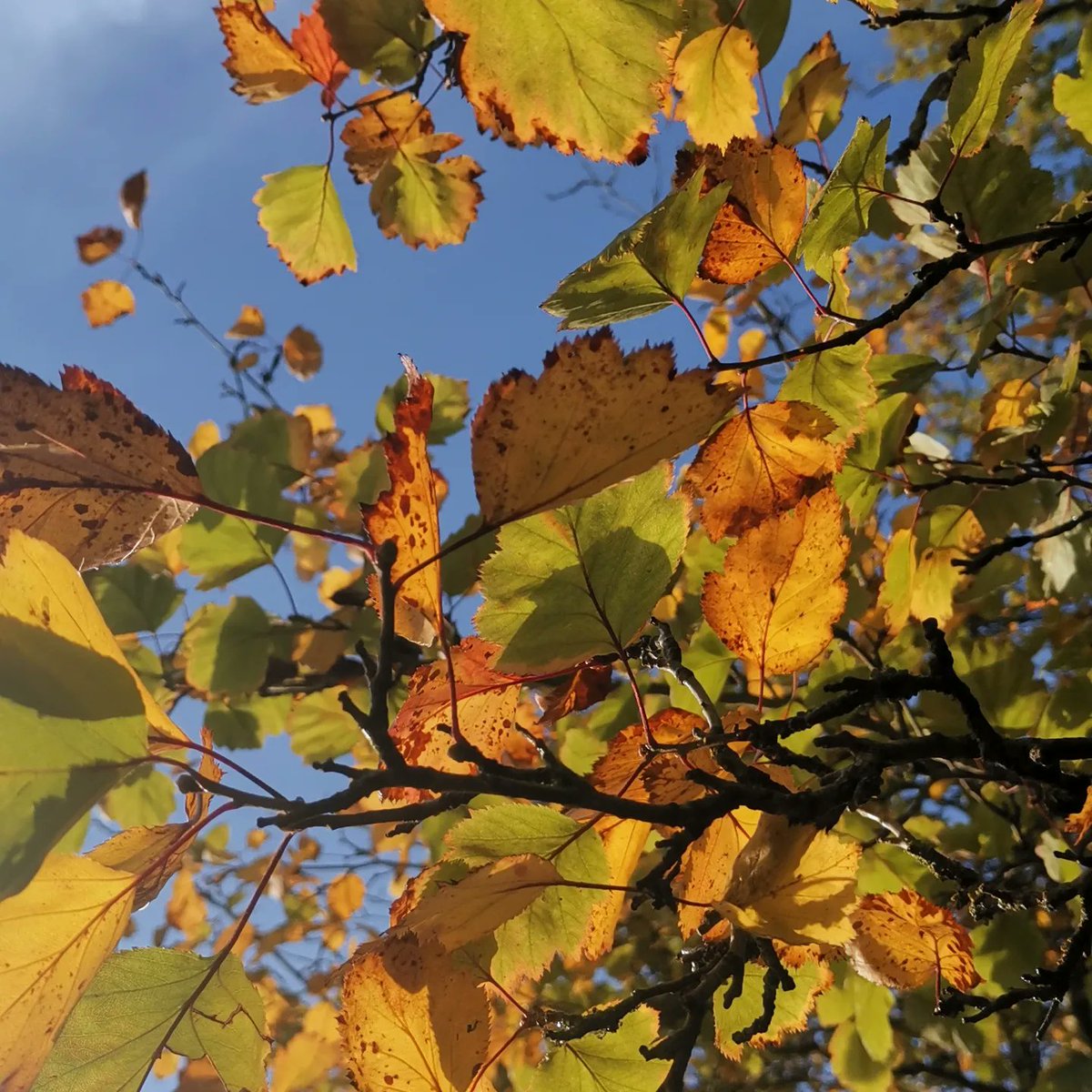We're up and running for #wildcardiffhour... Here for the next hour to share all your weeks wonderful wildlife finds 😁