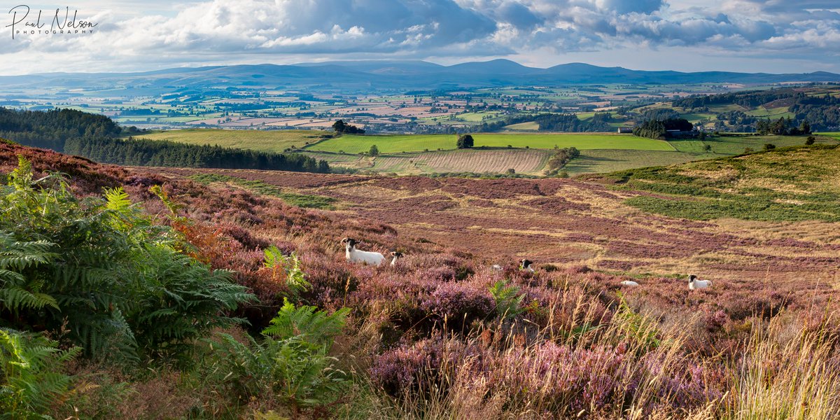 Caught the last of the heather up at Simonside a few weeks ago. Patchy but some nice colour around.