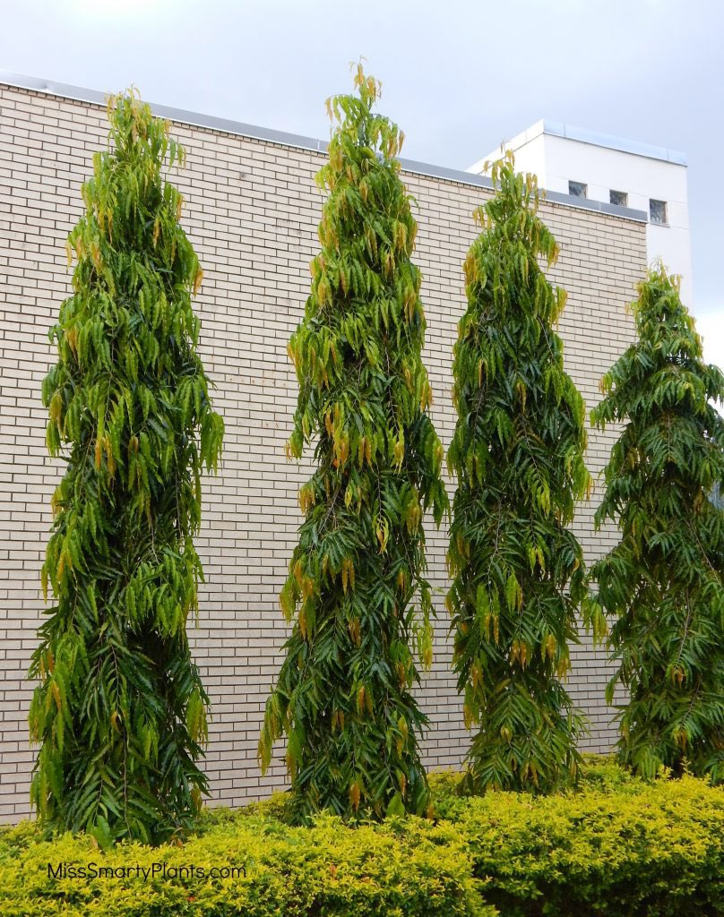 ChiefHerbalist tweet media