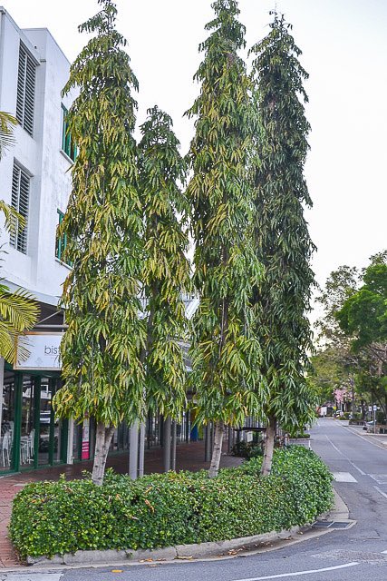 ChiefHerbalist tweet media