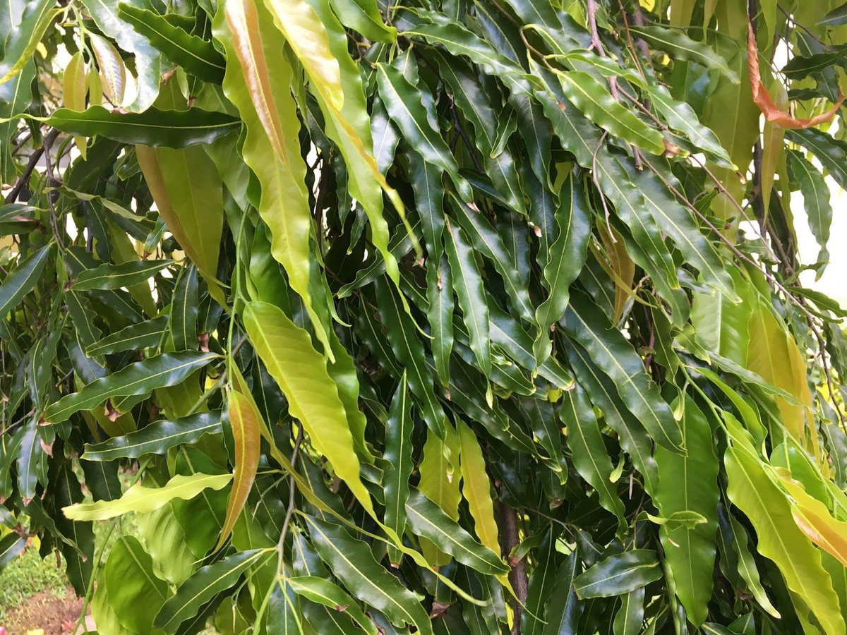 ChiefHerbalist tweet media