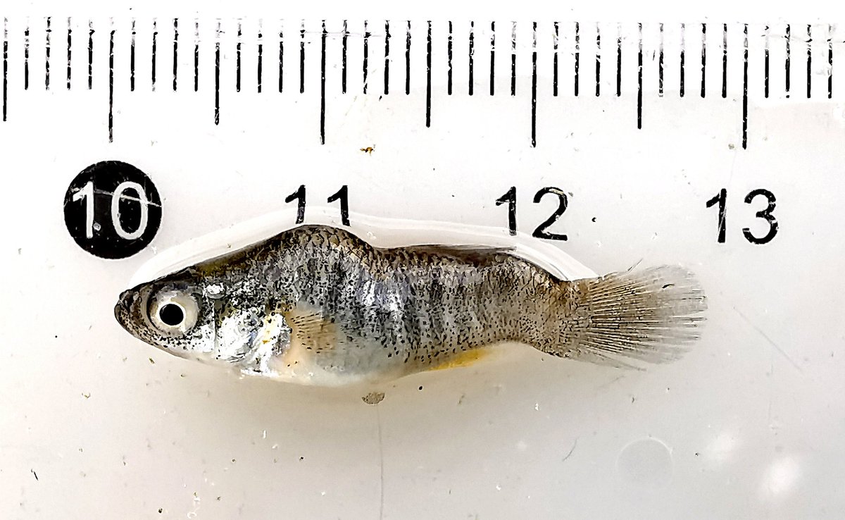 Lots, really lots, of invasive mummichog, Fundulus heteroclitus, in our October sampling in the Cachón River (Cádiz, S Spain), for <a href="/sergiobedmarc/">sergiobedmar</a> PhD. Including really big individuals and some with severe spine deformities
<a href="/ebdonana/">Estación Biológica de Doñana - CSIC</a>