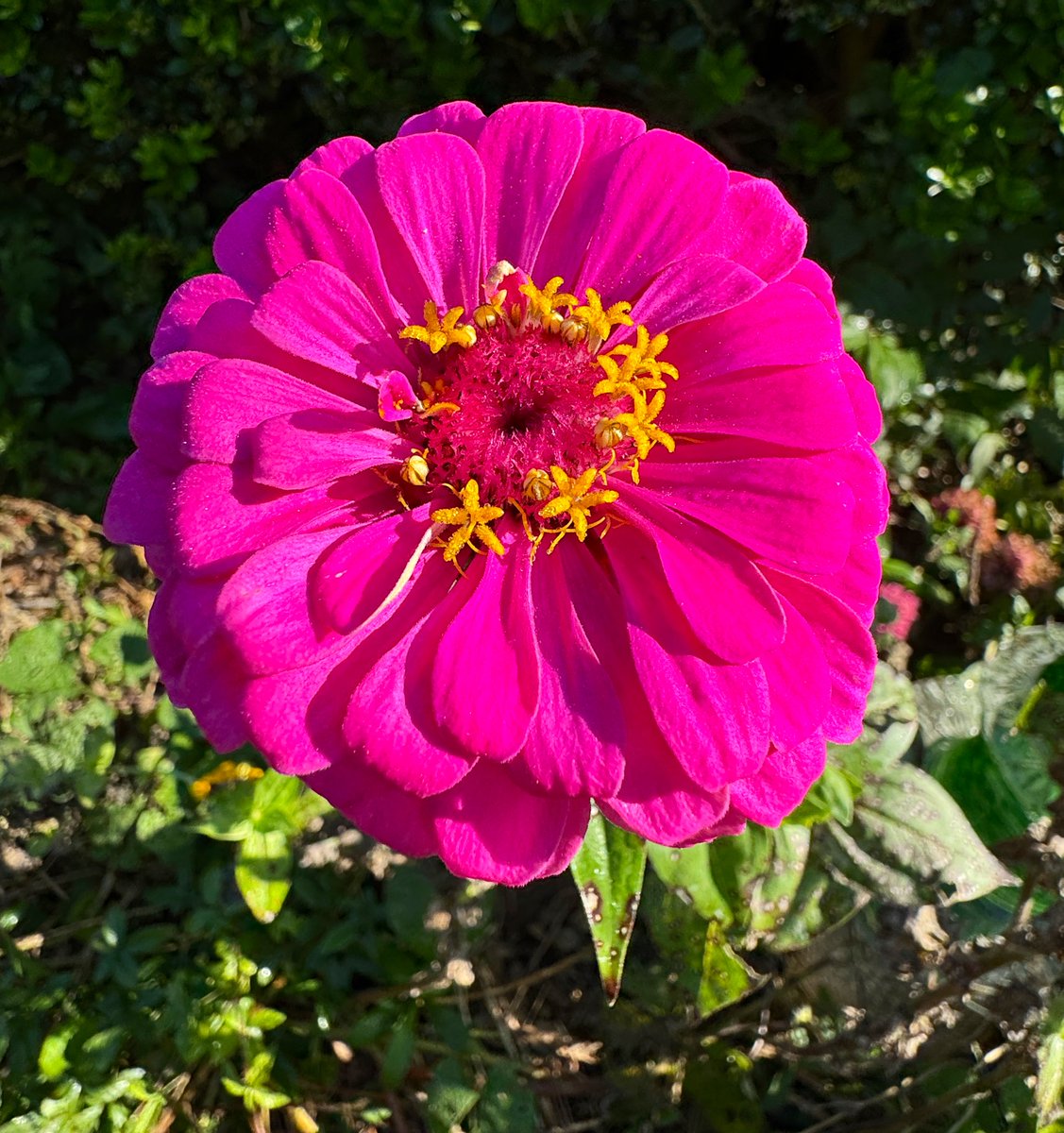 slines's tweet photo. It’s a bright and sunny #Tuesday on The #FallLine in #Georgia Be well… @deephil11 @sandarwai @salt_life80 @CFraase @cfnursery @RunnerGal23 https://t.co/QzMuIGLQC1