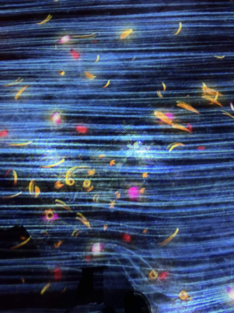 ArtSeaMoni's tweet image. What a fun experience 👀#teamLabBorderless