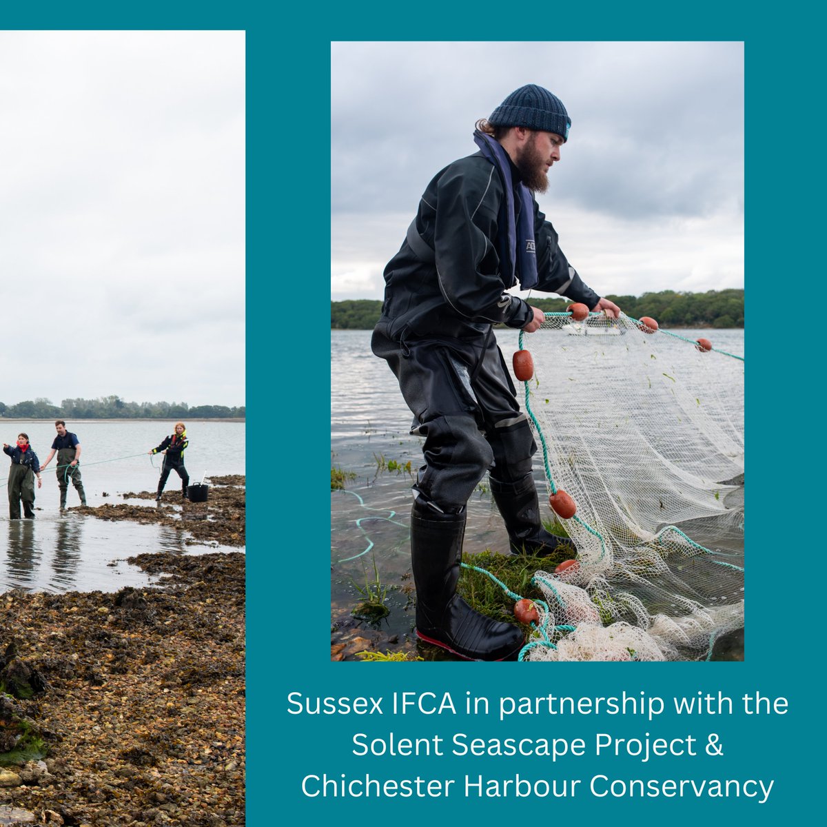 Sussex IFCA (@sussex_ifca) on Twitter photo The 2024 #smallfishsurvey season wrapped up at the end of September with a long day sampling at both Pilsey island and Copperas point within #ChichesterHarbour
Another successful year of <a href="/sussex_ifca/">Sussex IFCA</a> working in partnership with <a href="/solentseascape/">Solent Seascape Project</a> <a href="/chichesterharbo/">Chichester Harbour Conservancy</a> The 2024 #smallfishsurvey season wrapped up at the end of September with a long day sampling at both Pilsey island and Copperas point within #ChichesterHarbour
Another successful year of <a href="/sussex_ifca/">Sussex IFCA</a> working in partnership with <a href="/solentseascape/">Solent Seascape Project</a> <a href="/chichesterharbo/">Chichester Harbour Conservancy</a>