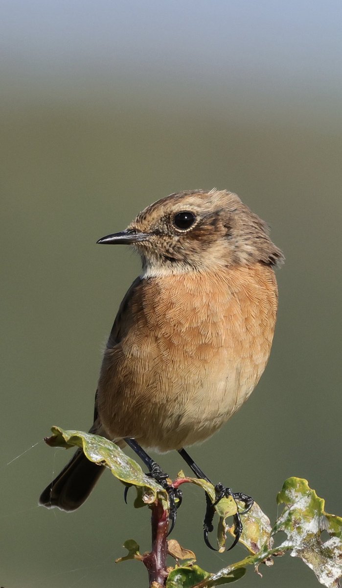SJR_Herts's tweet photo. A lovely pair of Stonechats showing well on Tewin Fields today ⁦@HMWTBadger⁩ ⁦@Hertsbirds⁩ https://t.co/Rbc4Og2QKk