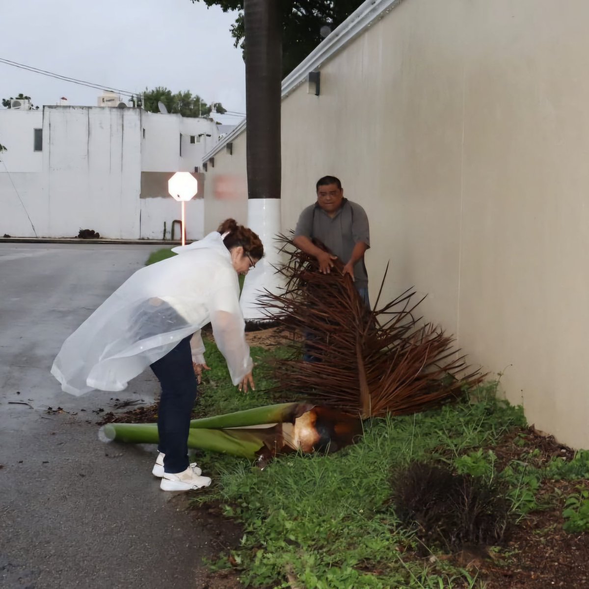 AyuntaMerida's tweet image. 👊 ¡No descansamos cuando se trata de tu bienestar! 

Personal del @DIF_Merida ya está en el fracc. Montecarlo con el #OperativoCallePorCalle canalizando tus reportes. #MéridaContigoEsMejor @CeciliaPatronL