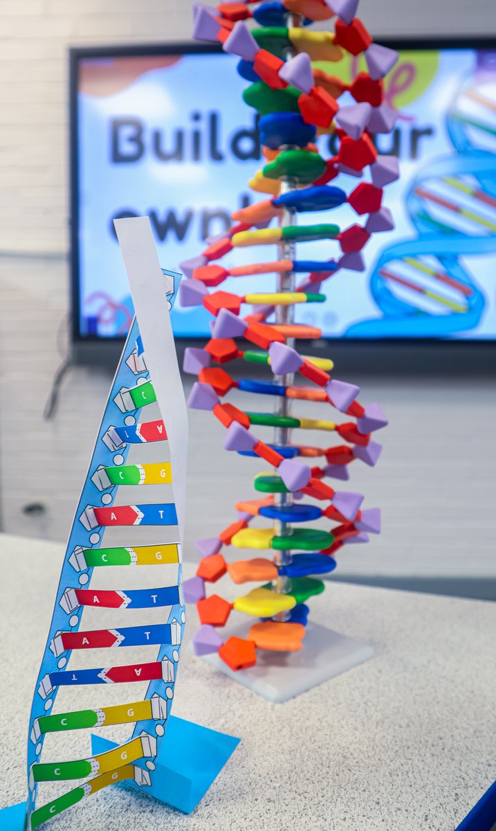 As part of #BiologyWeek our KS3 pupils got hands-on with DNA by making their own 3D paper DNA models.

This allowed them to explore the structure that makes up the iconic double-helix shape of Deoxyribonucleic Acid (DNA) that makes us all who we are.