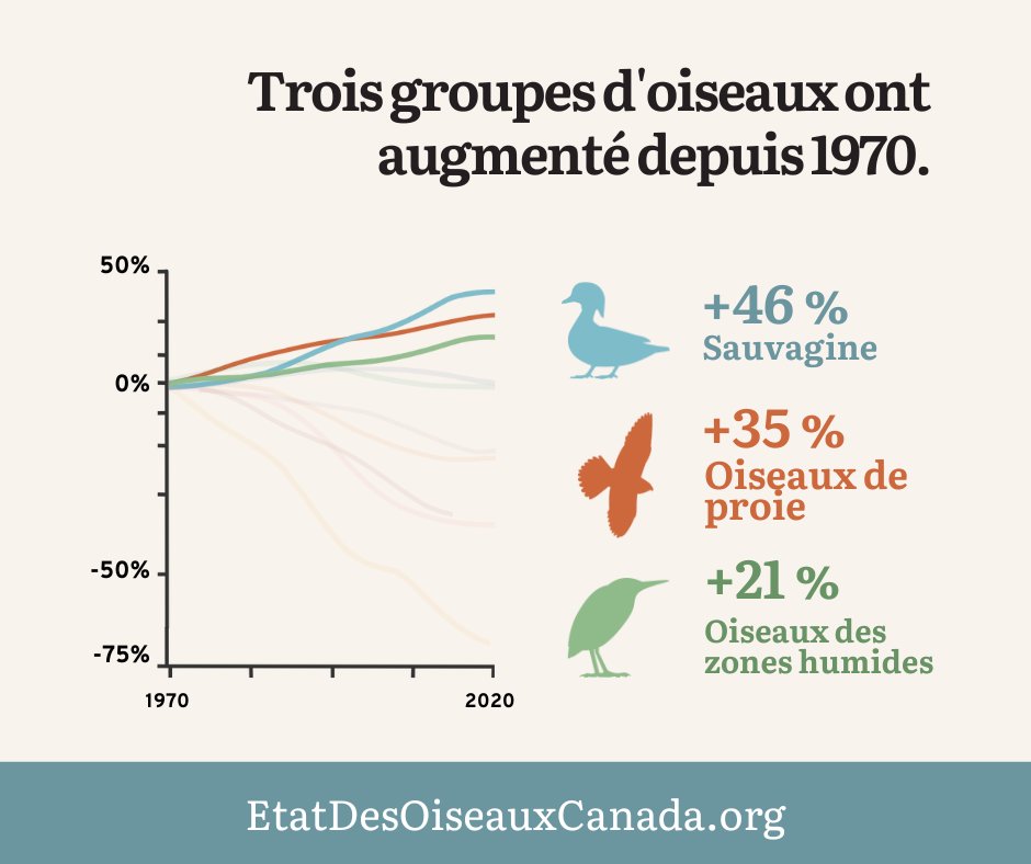Birds Canada tweet media