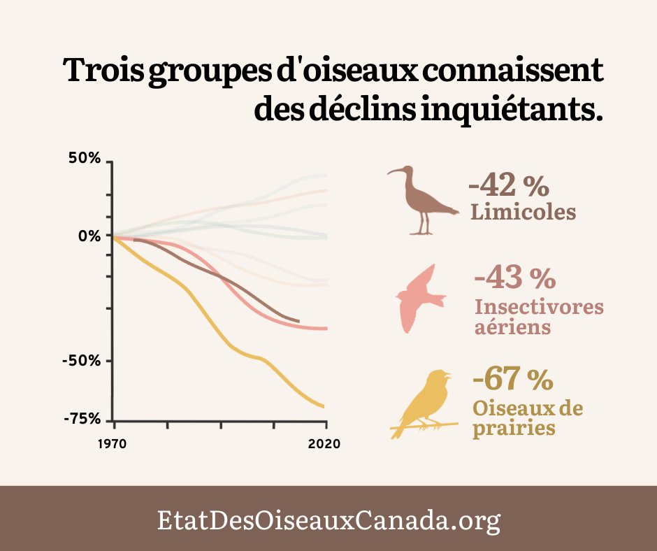 Birds Canada tweet media