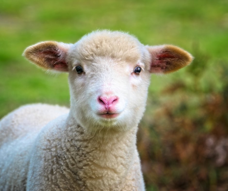 MvmiSleep's tweet photo. Are you struggling to find that sweet spot between counting sheep and drifting off to dreamland? It should take 10-20 minutes to fall asleep. How do you measure up? https://t.co/KbB2YkXA4O https://t.co/OIc8OZxJFC