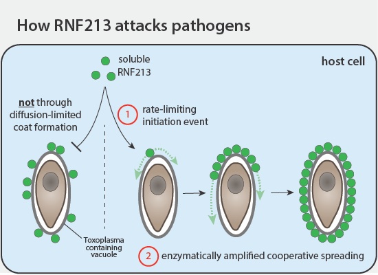 Felix Randow (@felixrandow) on Twitter photo RNF213 ubiquitylates LPS but also restricts LPS-free pathogens: bacteria, parasites and viruses! Is RNF213 an amazingly versatile pattern-recognition receptor (#PRR) or does it act downstream of specific PRRs? The answer hot from the <a href="/emboreports/">EMBO Reports</a> press:
embopress.org/doi/full/10.10… RNF213 ubiquitylates LPS but also restricts LPS-free pathogens: bacteria, parasites and viruses! Is RNF213 an amazingly versatile pattern-recognition receptor (#PRR) or does it act downstream of specific PRRs? The answer hot from the <a href="/emboreports/">EMBO Reports</a> press:
embopress.org/doi/full/10.10…