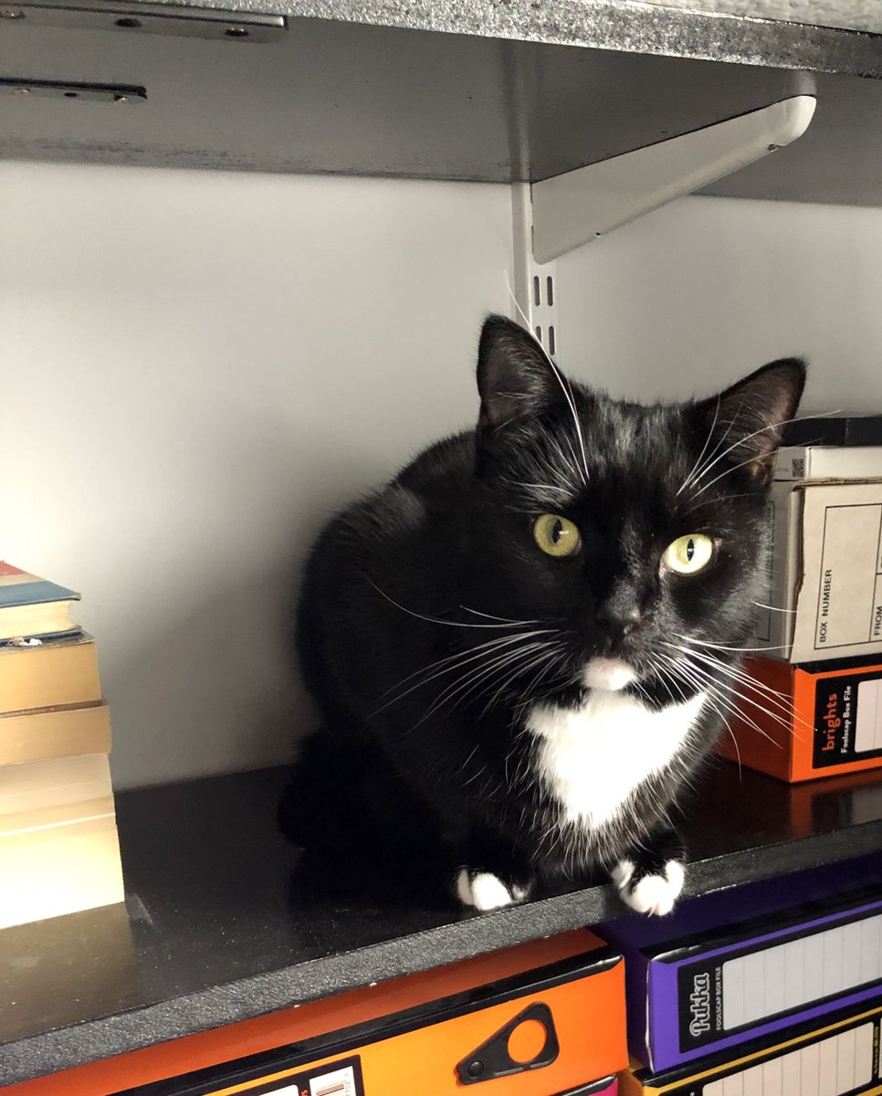Pamela Forster (@pamelaforster5) on Twitter photo Loving the fact that our first <a href="/PhoneticsLab/">Lancaster University Phonetics Lab</a> meeting of the year includes lots of photos of our cats!  ❤️🐈🐈⬛ #Linguisticats <a href="/LAEL_LU/">Linguistics and English Language, Lancaster Uni</a> Loving the fact that our first <a href="/PhoneticsLab/">Lancaster University Phonetics Lab</a> meeting of the year includes lots of photos of our cats!  ❤️🐈🐈⬛ #Linguisticats <a href="/LAEL_LU/">Linguistics and English Language, Lancaster Uni</a>