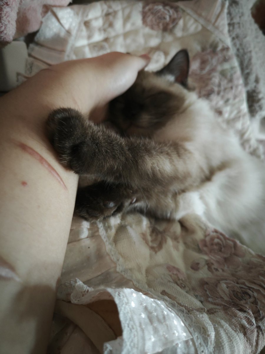 nalabbbbb's tweet photo. 小猫 https://t.co/k7ft0gB9jw