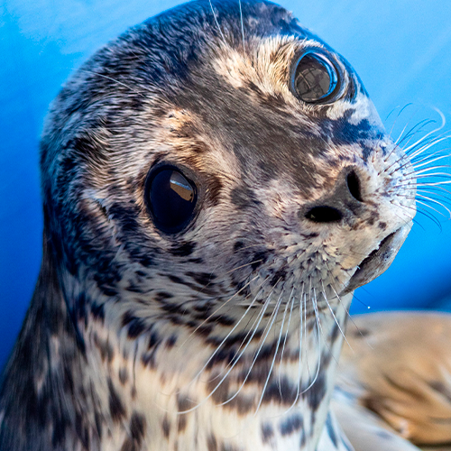 SatoshiBroker tweet media