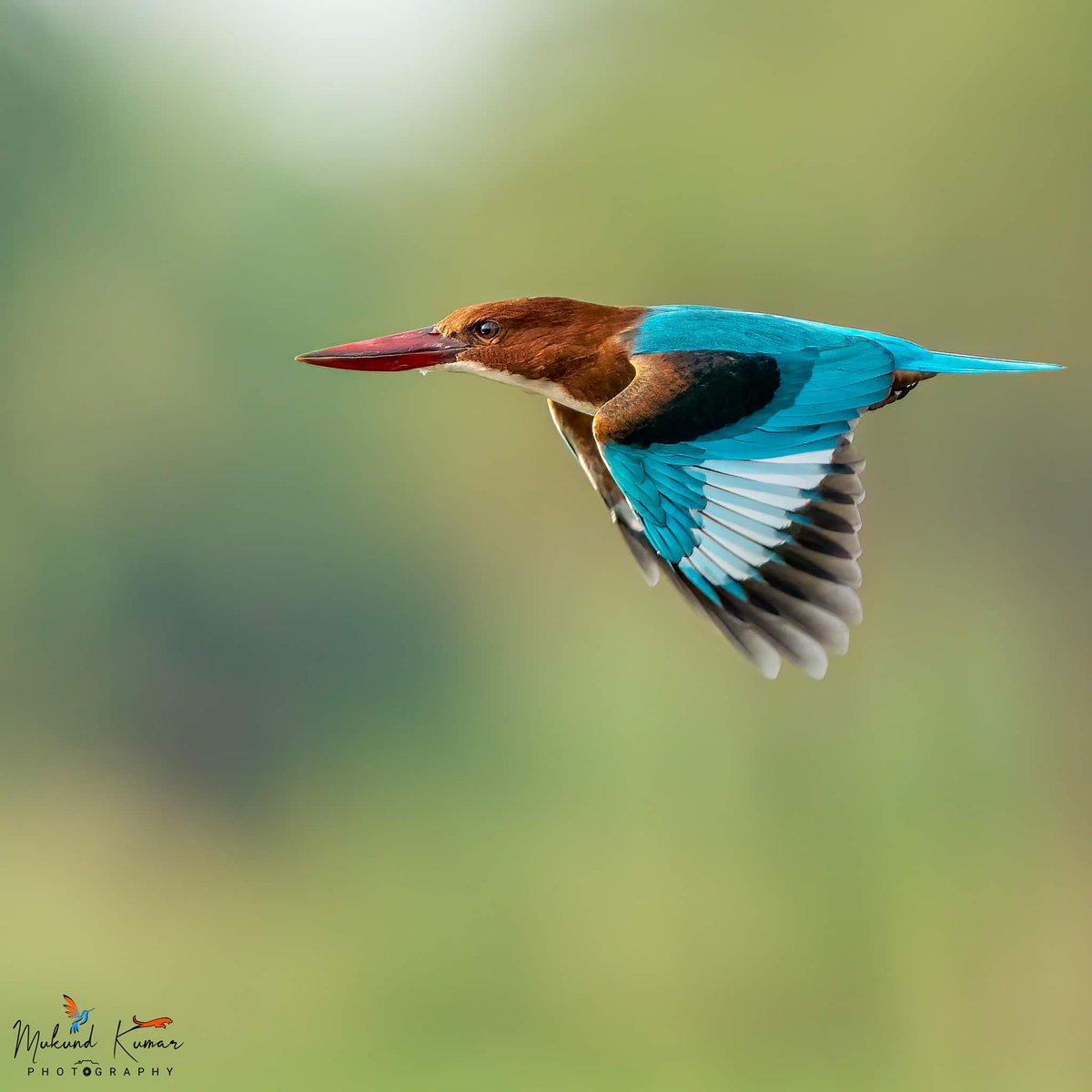 Mukund (@kumarmukund) on Twitter photo White-throated kingfisher
@ Surajpur Wetland 28 Sep 24
#weekendbirding
.
.
#wildlifephotography #naturelovers #birdwatching #BirdingAdventures
#IndiAves #greaternoida #birding
<a href="/OfficialGNIDA/">Greater Noida Industrial Development Authority</a> #birdphotography White-throated kingfisher
@ Surajpur Wetland 28 Sep 24
#weekendbirding
.
.
#wildlifephotography #naturelovers #birdwatching #BirdingAdventures
#IndiAves #greaternoida #birding
<a href="/OfficialGNIDA/">Greater Noida Industrial Development Authority</a> #birdphotography
