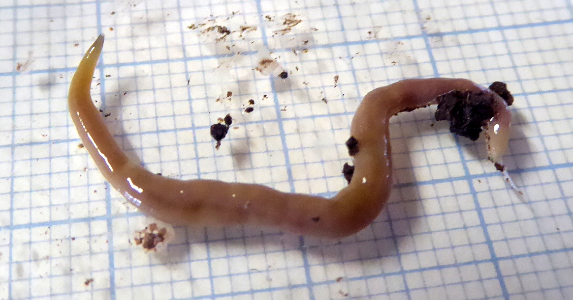 Teaser: we have now a paper in press about the mitogenome of this flatworm 
(+ other genes + phylogeny)

Stay tuned! 😀