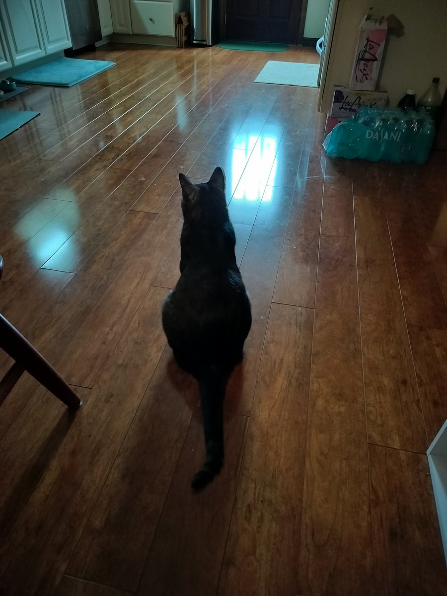 Kitty would like to register his displeasure about Hurricane Milton as well. I think all the noise of putting up hurricane shutters has made him cranky.