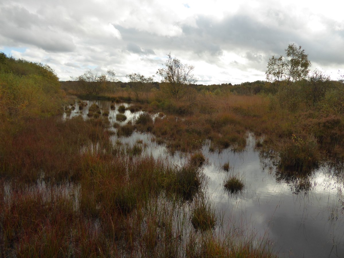 Mike Peacock (@mikepeacock86) on Twitter photo 30 bog pools sampled for GHGs + water chemistry at Risley Moss today with <a href="/LauraBaugh94/">Laura Baugh</a> and dissertation student Hana. Autumn colours looking good, but tough going bashing through the end-of-summer vegetation. #PeatTwitter <a href="/livunigeog/">livunigeog</a> 30 bog pools sampled for GHGs + water chemistry at Risley Moss today with <a href="/LauraBaugh94/">Laura Baugh</a> and dissertation student Hana. Autumn colours looking good, but tough going bashing through the end-of-summer vegetation. #PeatTwitter <a href="/livunigeog/">livunigeog</a>