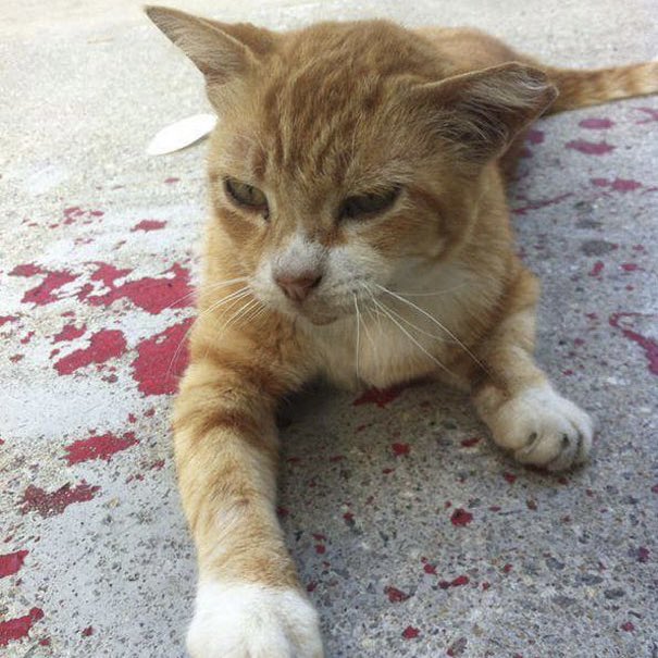 PunchingCat's tweet photo. i got VERY scared for a second 😭 https://t.co/BysI1ZzjBP