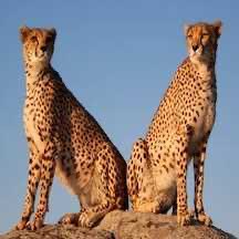 Pete Levin tweet media