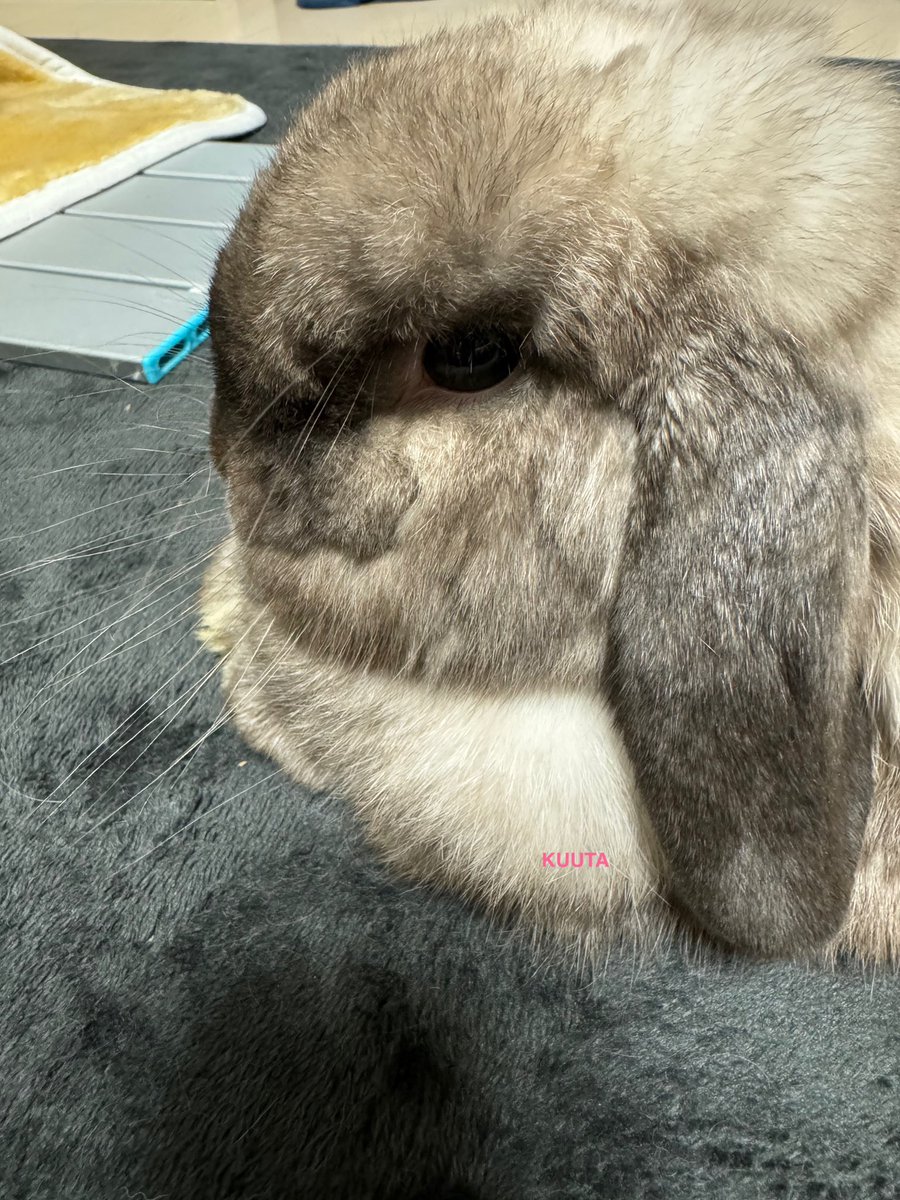 LopKUUTA's tweet image. #私の生活に欠かせないもの