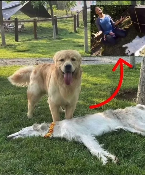 Una hormiga que mira tu post 🐜 (@hormiga_returns) on Twitter photo 