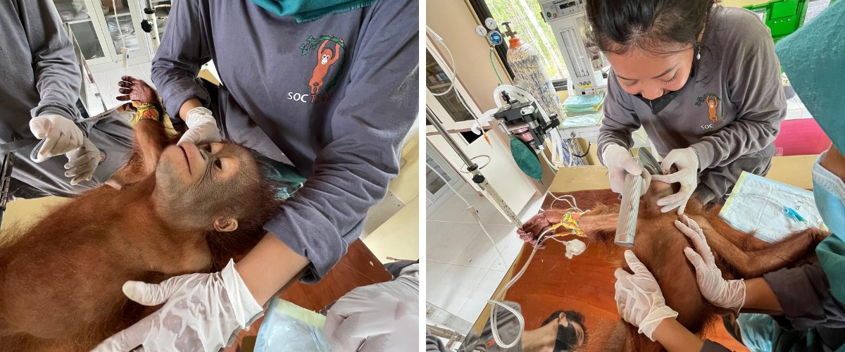 Millpledge Veterinary tweet media