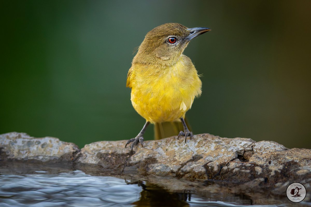 Timothy Marks 🎥 🇿🇼 🐘 tweet media