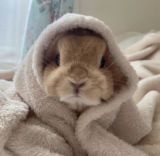 yujin as bun ♡ tweet media