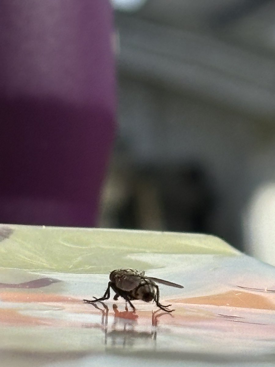bmorgs_11's tweet photo. Exciting things going on this Tuesday morning. I caught a fly taking a shit and or piss on my book and then disappear into thin air https://t.co/iMhB3FZhMn