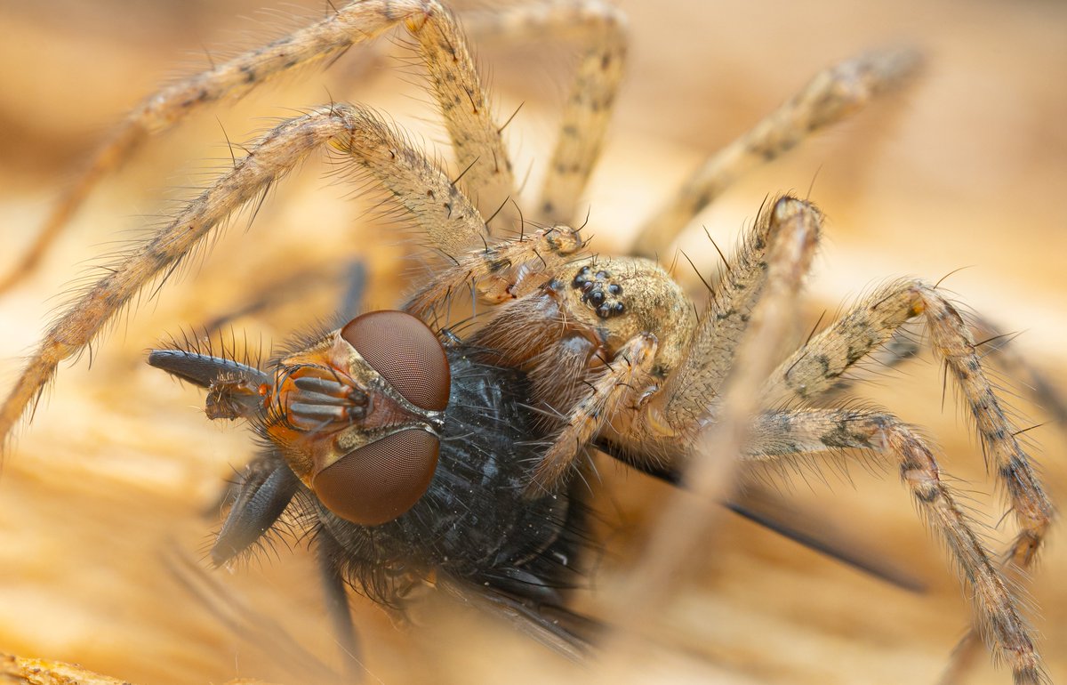 8th of #Arachtober 

I'm giving a talk on insects this evening. Spiders and insects have an interesting relationship (the spider doesn't always come out on top).

What arachnid/insect interactions have you observed?
